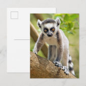 Baby ringstaartmaki briefkaart (Voorkant / Achterkant)