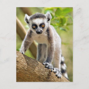 Baby ringstaartmaki briefkaart