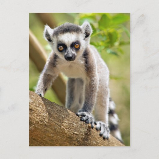 Baby ringstaartmaki briefkaart (Voorkant)