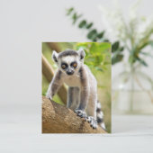 Baby ringstaartmaki briefkaart (Staand voorkant)