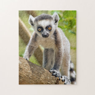 Baby ringstaartmaki legpuzzel