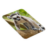 Baby ringstaartmaki magneet (Rechterzijde)