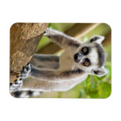 Baby ringstaartmaki magneet (Horizontaal)