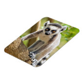 Baby ringstaartmaki magneet (Linkerzijde)