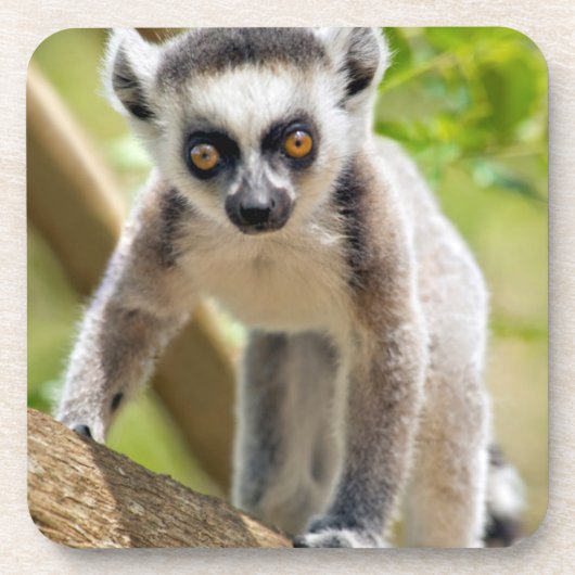 Baby ringstaartmaki onderzetter (Voorkant)