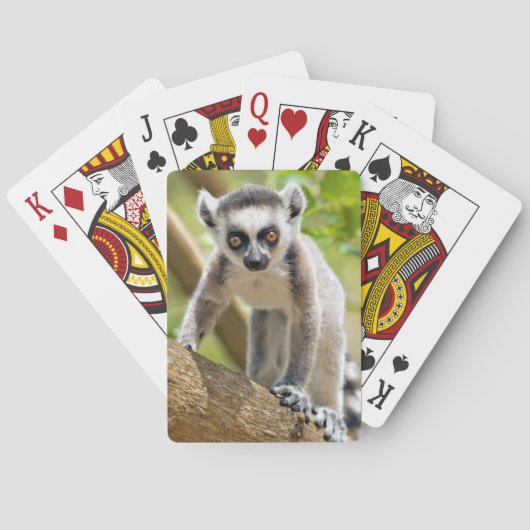 Baby ringstaartmaki pokerkaarten (Achterkant)