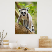 Baby ringstaartmaki poster (Keuken)