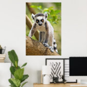 Baby ringstaartmaki poster (Thuiskantoor)