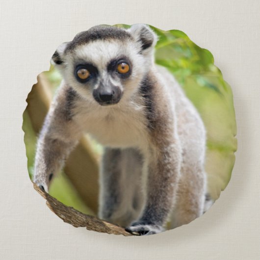 Baby ringstaartmaki rond kussen (Voorkant)