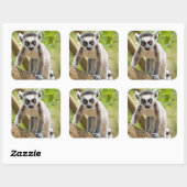 Baby ringstaartmaki vierkante sticker (Vel)