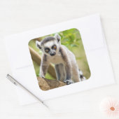 Baby ringstaartmaki vierkante sticker (Envelop)