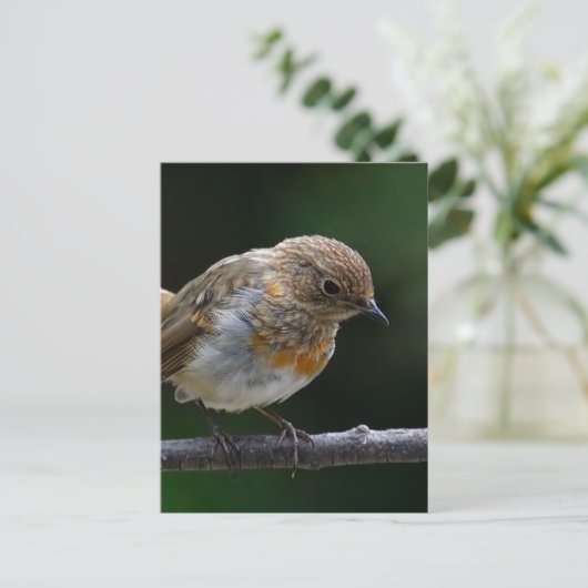 Baby Robin Briefkaart (Staand voorkant)