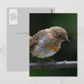 Baby Robin Briefkaart (Voorkant / Achterkant)