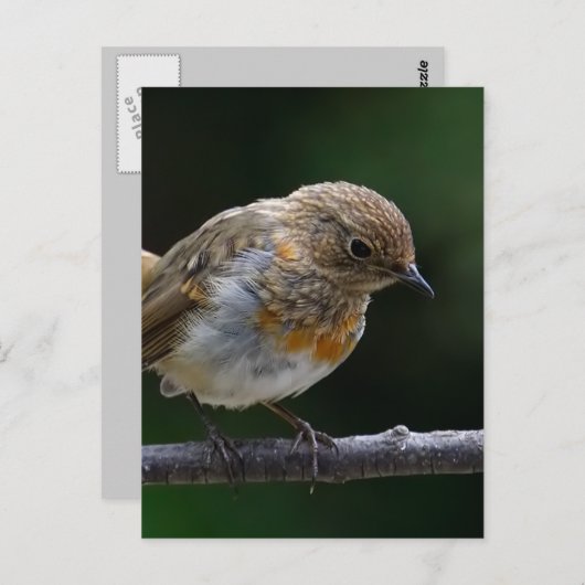 Baby Robin Briefkaart (Voorkant / Achterkant)