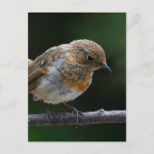 Baby Robin Briefkaart (Voorkant)