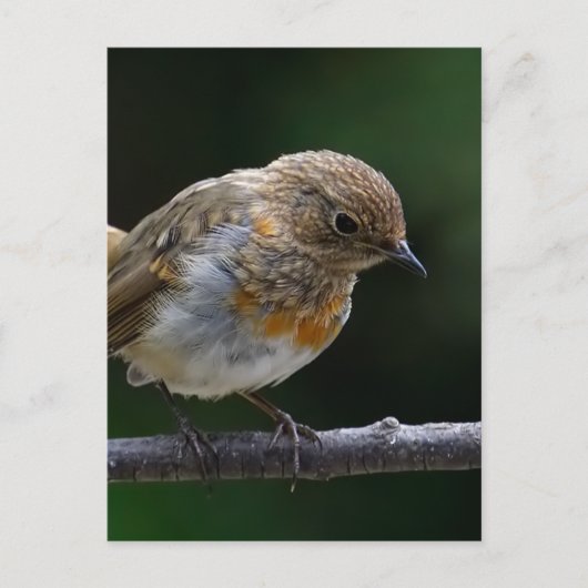 Baby Robin Briefkaart (Voorkant)