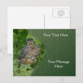 Baby Robin Fledgling Bird Natuur Briefkaart (Voorkant / Achterkant)