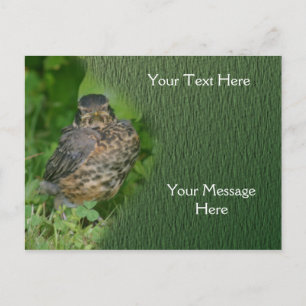 Baby Robin Fledgling Bird Natuur Briefkaart