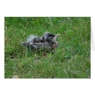 Baby Robin neemt een beetje rust.