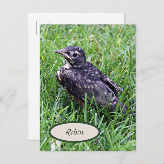 Baby Robin Net uit nestvogelfotografie Briefkaart (Voorkant / Achterkant)