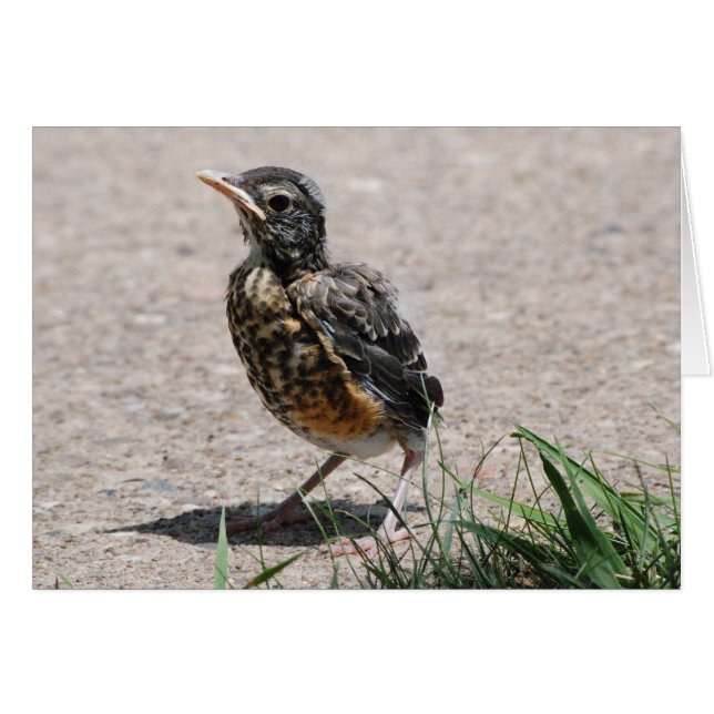 Baby Robin op de uitkijkplaats (Voorkant Horizontaal)