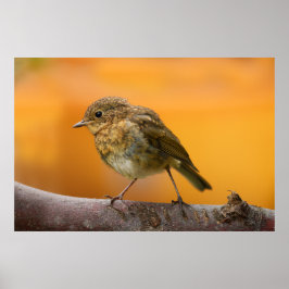 Baby Robin op een boomtak Poster