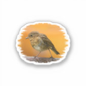 Baby Robin op een boomtak Sticker (Voorkant)