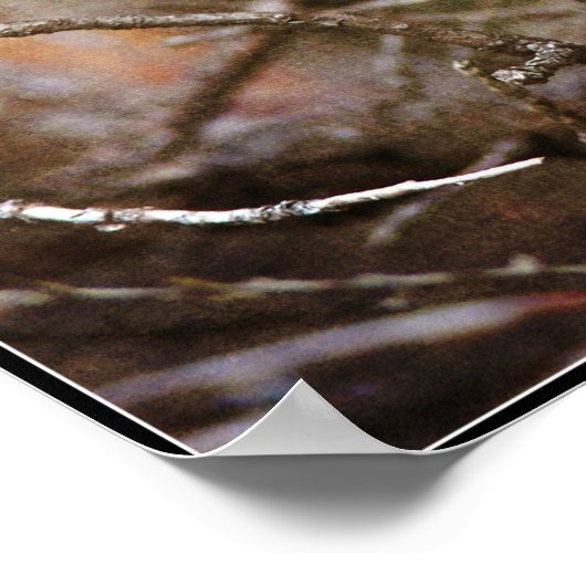 Baby Robin Poster (Hoek)