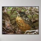 Baby Robin Poster (Voorkant)