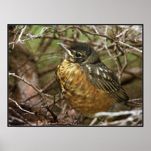 Baby Robin Poster (Voorkant)