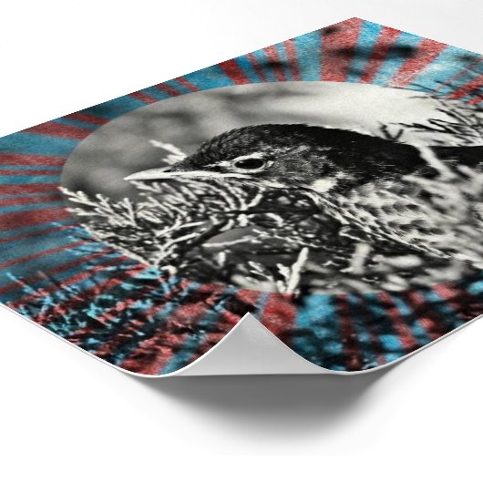 Baby Robin Poster (Hoek)