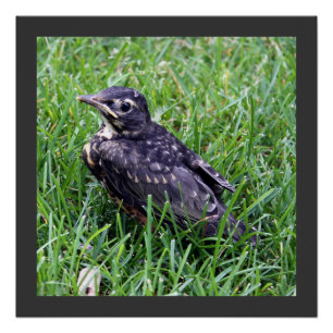 Baby Robin Sitting in Grass Photography Perfect Poster