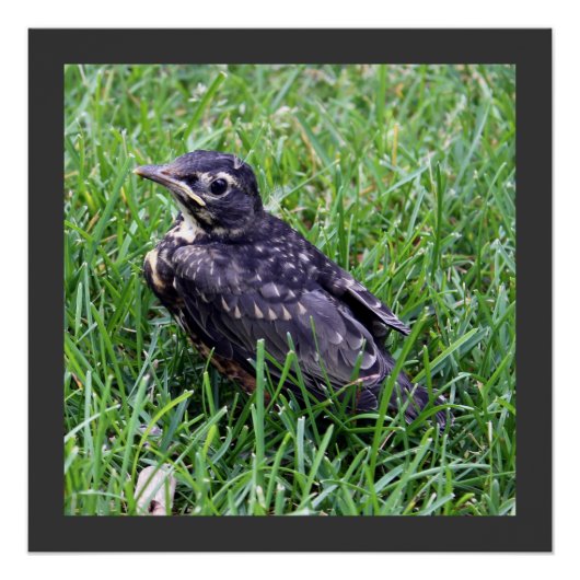 Baby Robin Sitting in Grass Photography Perfect Poster (Voorkant)