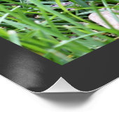 Baby Robin Sitting in Grass Photography Perfect Poster (Hoek)