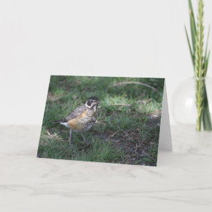 Baby Robin Wenskaart Kaart