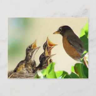 Baby Robins Briefkaart