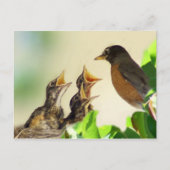 Baby Robins Briefkaart (Voorkant)