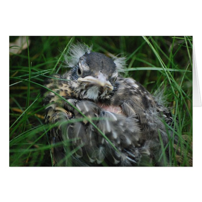 Baby Robin's eerste lente (Voorkant Horizontaal)