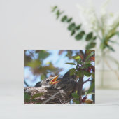 Baby Robins in het nestBriefkaart Briefkaart (Staand voorkant)
