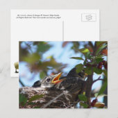 Baby Robins in het nestBriefkaart Briefkaart (Voorkant / Achterkant)