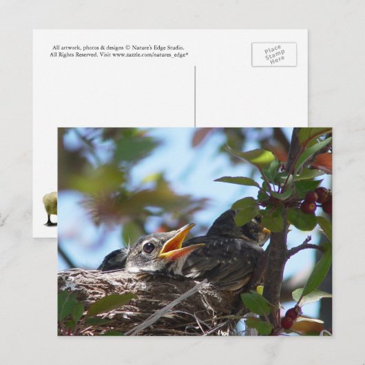 Baby Robins in het nestBriefkaart Briefkaart (Voorkant / Achterkant)