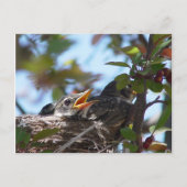 Baby Robins in het nestBriefkaart Briefkaart (Voorkant)