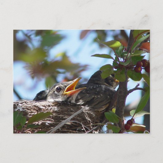 Baby Robins in het nestBriefkaart Briefkaart (Voorkant)