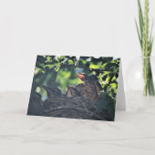 Baby Robinvogels bij nestpasgeboren wilde dieren Kaart (Voorkant)