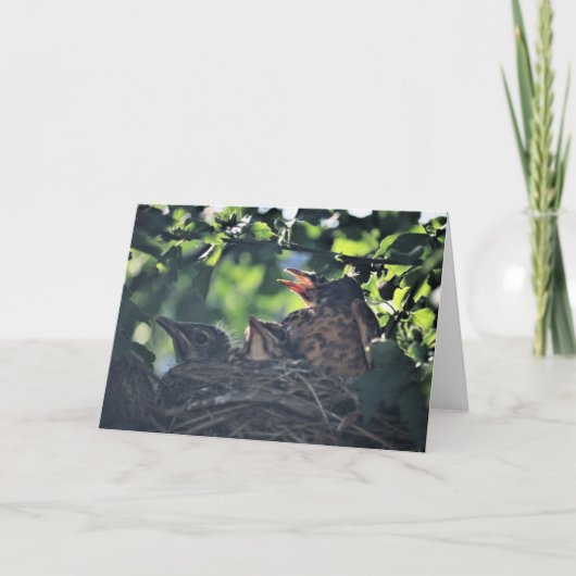 Baby Robinvogels bij nestpasgeboren wilde dieren Kaart (Voorkant)