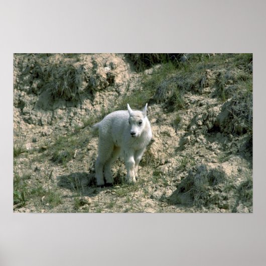 Baby Rocky Mountain Goat Poster (Voorkant)