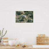 Baby Rocky Mountain Goat Poster (Keuken)