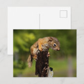 Baby rode eekhoorn briefkaart (Voorkant / Achterkant)