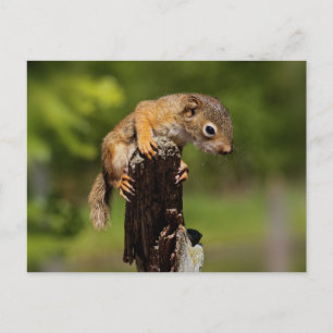 Baby rode eekhoorn briefkaart
