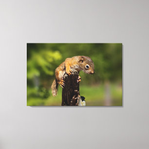 Baby rode eekhoorn canvas afdruk